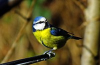 Parus Caeruleus Blue Tit bird 