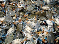 Blue crabs