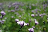 Dichelostemma capitatum 