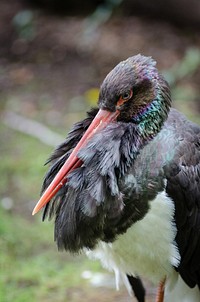 Black stork