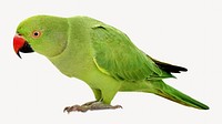 Green parrot image on white