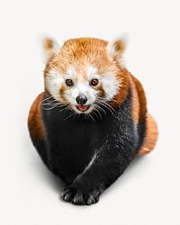 Red panda image on white