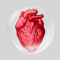 Human heart in bubble, organ illustration 