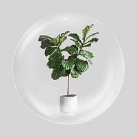 Fiddle leaf fig in bubble, potted houseplant