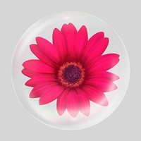 Pink daisy bubble effect collage element