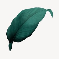 Vintage dark green leaf illustration psd