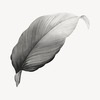 Vintage gray leaf illustration psd