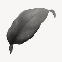 Vintage gray leaf illustration psd