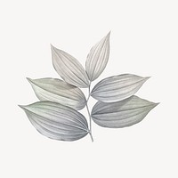 Vintage gray leaf illustration psd