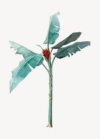 Vintage tropical heliconia plant illustration psd