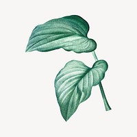 Vintage tropical leaf illustration psd