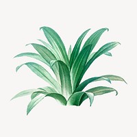 Vintage agave plant illustration psd