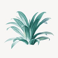 Vintage agave plant illustration psd