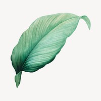 Vintage tropical leaf illustration psd