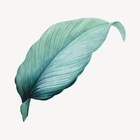 Vintage tropical leaf illustration psd