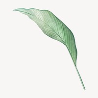 Vintage tropical leaf illustration psd