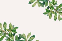 Tropical beige background, leaf border