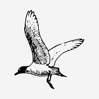 Seagull illustration. Free public domain CC0 image.