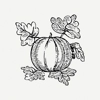 Pumpkin illustration psd. Free public domain CC0 image.