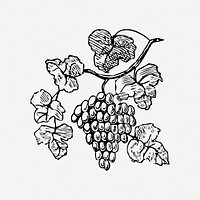 Grape illustration vector. Free public domain CC0 image.