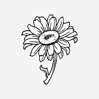 Sunflower illustration. Free public domain CC0 image.