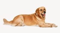 Golden retriever dog, pet animal image