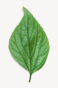 Green nature leaf isolated object on white