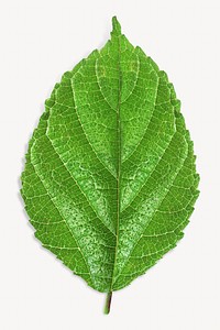 Green tree leaf isolated object on white