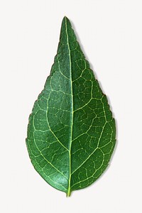 Dark green leaf isolated object on white
