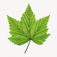 Green maple leaf isolated object 