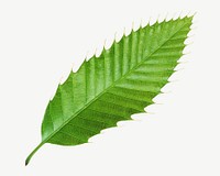 Single botanical leaf collage element graphic psd