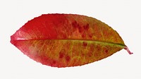 Fall red leaf isolated object on white
