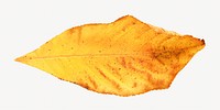 Oak wood leaf isolated object on white