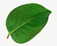 Dark green forest leaf psd
