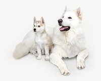 Dogs image graphic psd