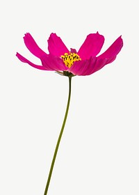 Cosmos simple flower psd