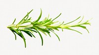 Cooking rosemary herbs isolated object
