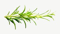 Cooking fresh rosemary herbs psd
