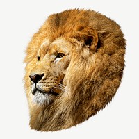 Male lion psd isolated design