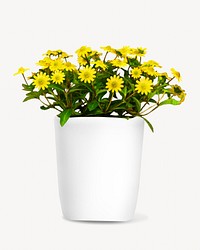 Potted yellow flower isolated image on white