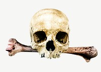 Skull crossbones isolated object psd