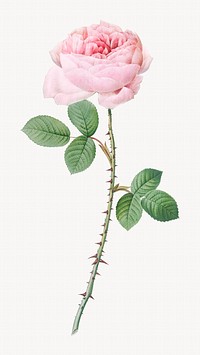 Vintage rose of perfume image element