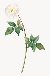 Rose of Phillippe Noisette image element