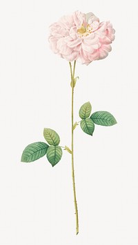 Vintage blooming damask rose image element