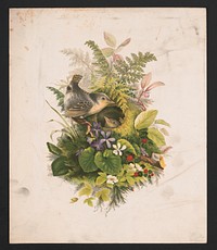 Wren's nest and ferns (1874) by Whitney, Olive E.