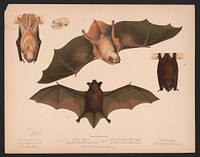 1. & 2. Red bat. Lasiurus noveboracensis 3. & 4. Little brown bat. Vespertillo subulatus. Figs. 2. & 4. Position in repose (1874) by  L. Prang & Co.
