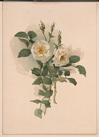 White roses on satin (1890) by Nowell, Annie C.