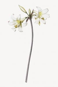 Belladonna lily image element