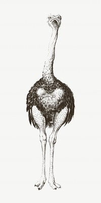 Ostrich vintage illustration, black and white  psd