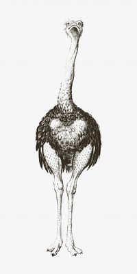 Ostrich vintage illustration